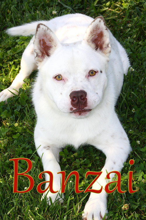 Banzai, an adoptable Cattle Dog in Evansville, IN