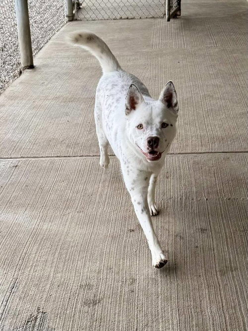 BANZAI - Cattle Dog available for adoption