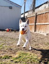 Banzai - Photo 3