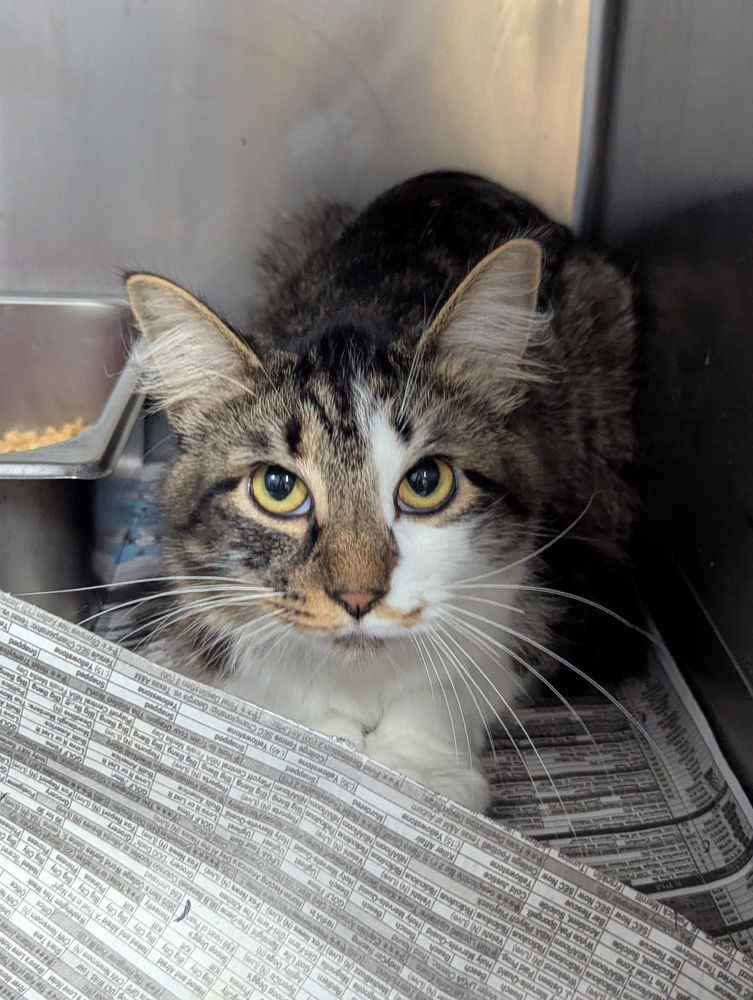 adoptable Cat in Evansville, IN named Brutus