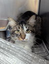 adoptable Cat in evansville, IN named Brutus