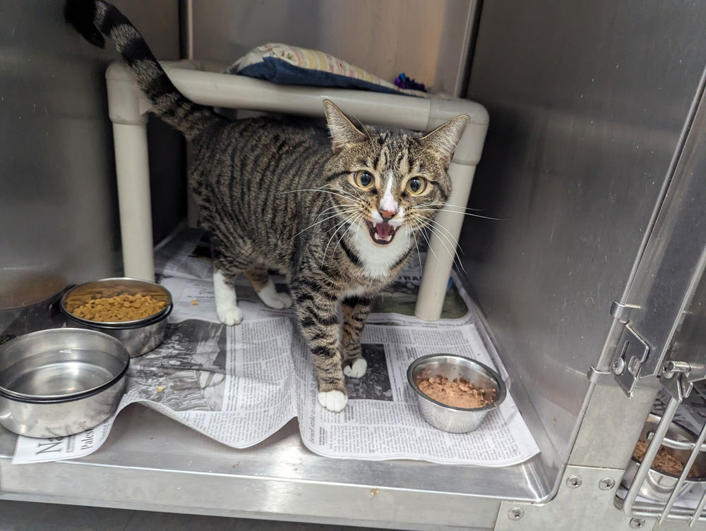 adoptable Cat in Evansville, IN named Mitzy
