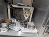 adoptable Cat in , IN named Mitzy