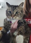 adoptable Cat in  named Birdie