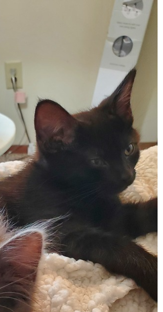adoptable Cat in Evansville, IN named George Jetson