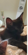 adoptable Cat in Evansville, IN named George Jetson