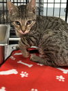 adoptable Cat in evansville, IN named Toots