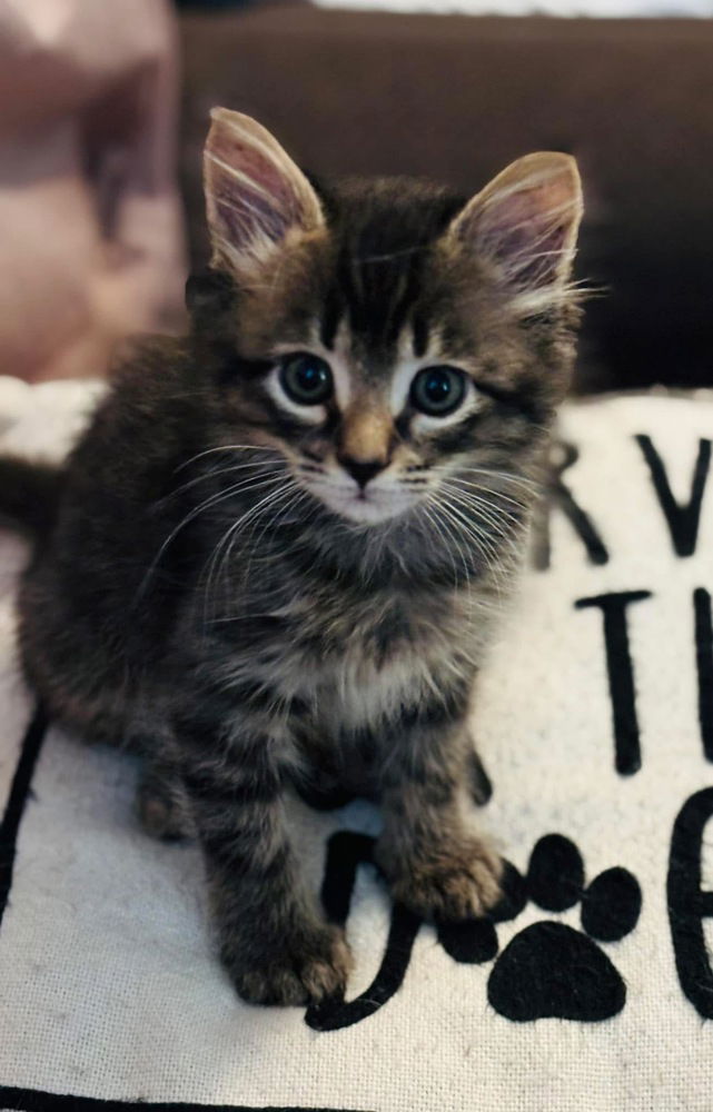 adoptable Cat in Evansville, IN named Mint