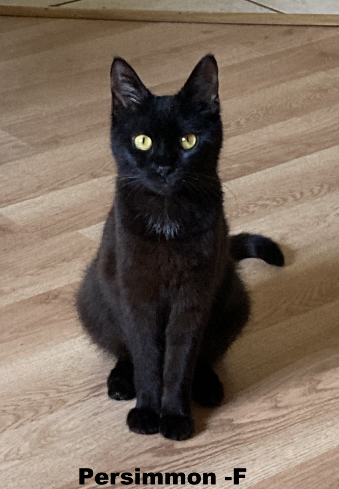 adoptable Cat in Evansville, IN named Persimmon