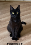 adoptable Cat in evansville, IN named Persimmon