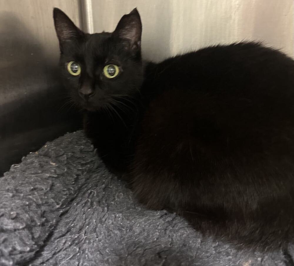 adoptable Cat in Evansville, IN named Spink