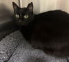 adoptable Cat in evansville, IN named Spink