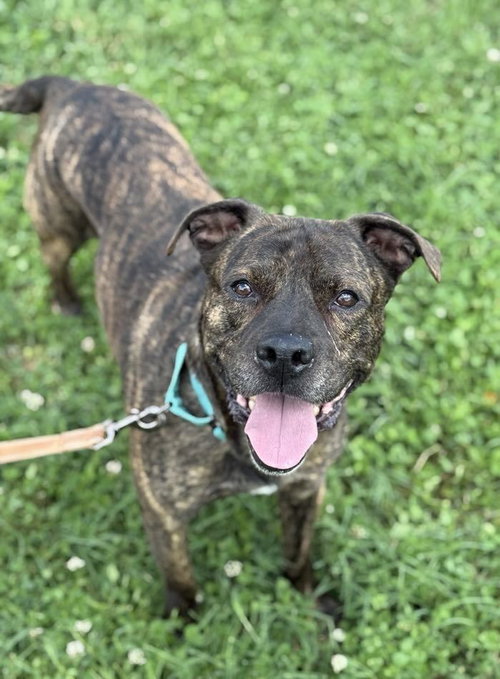 LOKIE - Pit Bull Terrier available for adoption