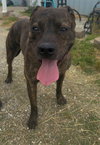 Lokie - Photo 2