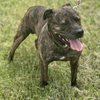 Lokie - Photo 3
