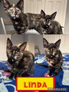 adoptable Cat in Evansville, IN named Linda F