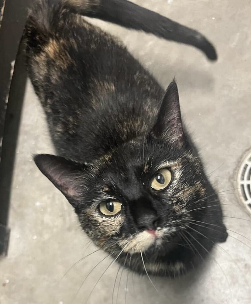 adoptable Cat in Evansville, IN named Fairie