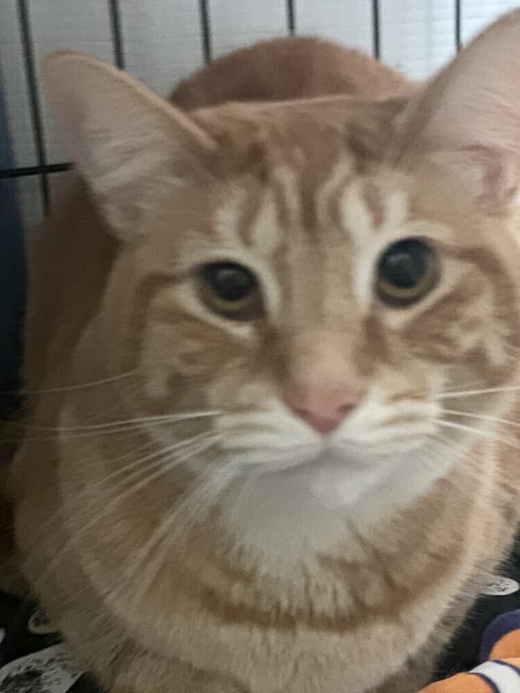 adoptable Cat in Evansville, IN named Simba