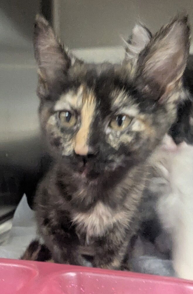 adoptable Cat in Evansville, IN named Bay