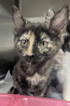 adoptable Cat in Evansville, IN named Bay