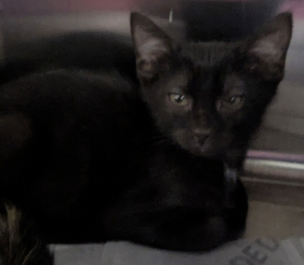 adoptable Cat in Evansville, IN named Chives 3/9
