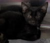 adoptable Cat in evansville, IN named Chives 3/9
