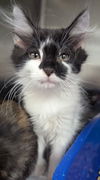 adoptable Cat in evansville, IN named Oregano 5/9