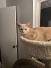 adoptable Cat in evansville, IN named Pancake