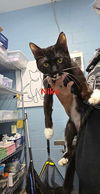 adoptable Cat in Evansville, IN named Nike