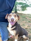adoptable Dog in evansville, IN named Truffles
