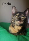 adoptable Cat in evansville, IN named Darla