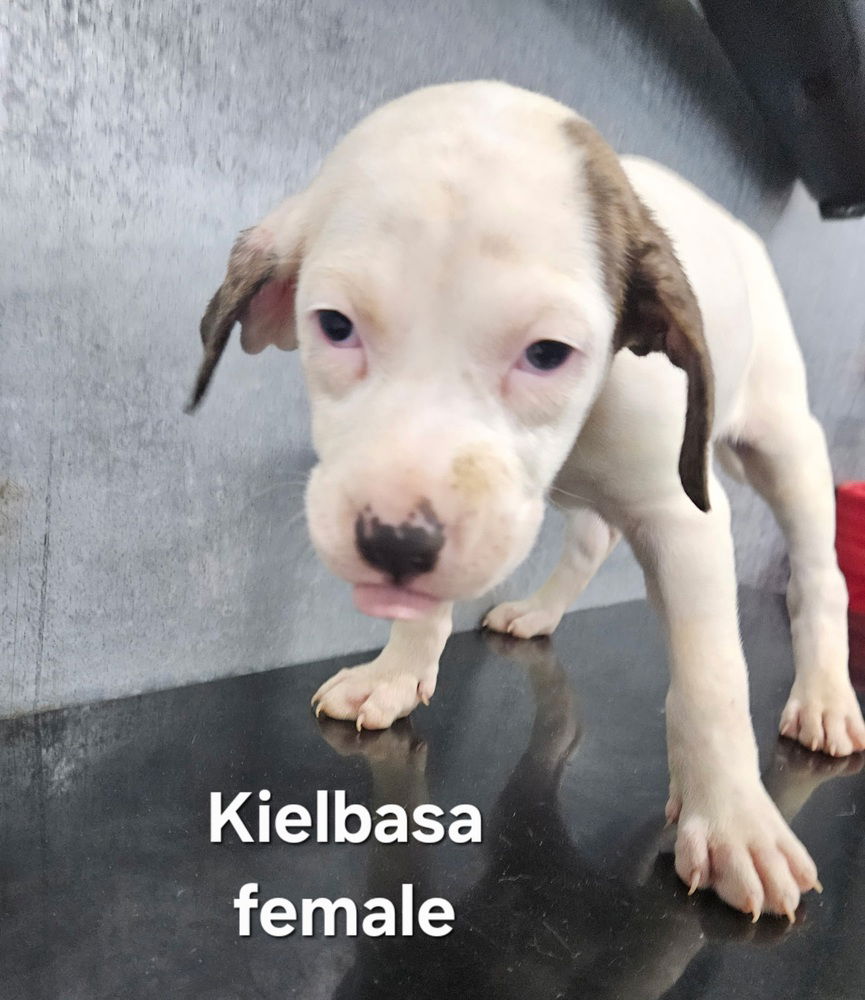 adoptable Dog in Evansville, IN named Kielbasa