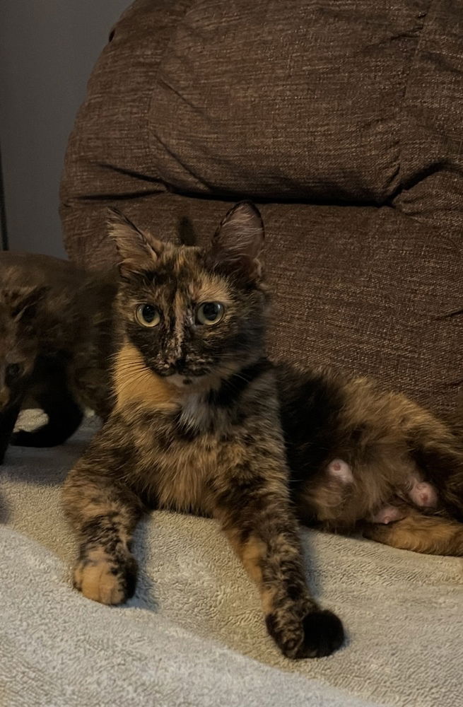 adoptable Cat in Evansville, IN named Angela