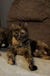 adoptable Cat in evansville, IN named Angela