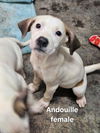 adoptable Dog in evansville, IN named Andouille