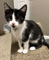 adoptable Cat in evansville, IN named Camry