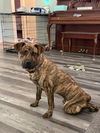 adoptable Dog in evansville, IN named Tiger Fire