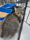 adoptable Cat in evansville, IN named Cha Cha