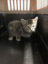 adoptable Cat in Evansville, IN named Margery