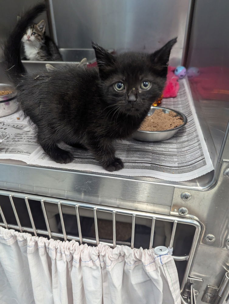adoptable Cat in Evansville, IN named Vanessa