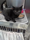 adoptable Cat in evansville, IN named Vanessa