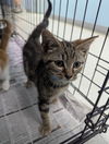 adoptable Cat in evansville, IN named Sycamore