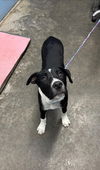adoptable Dog in  named Jasper