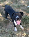 Jasper - Photo 2