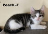 adoptable Cat in evansville, IN named Peach F