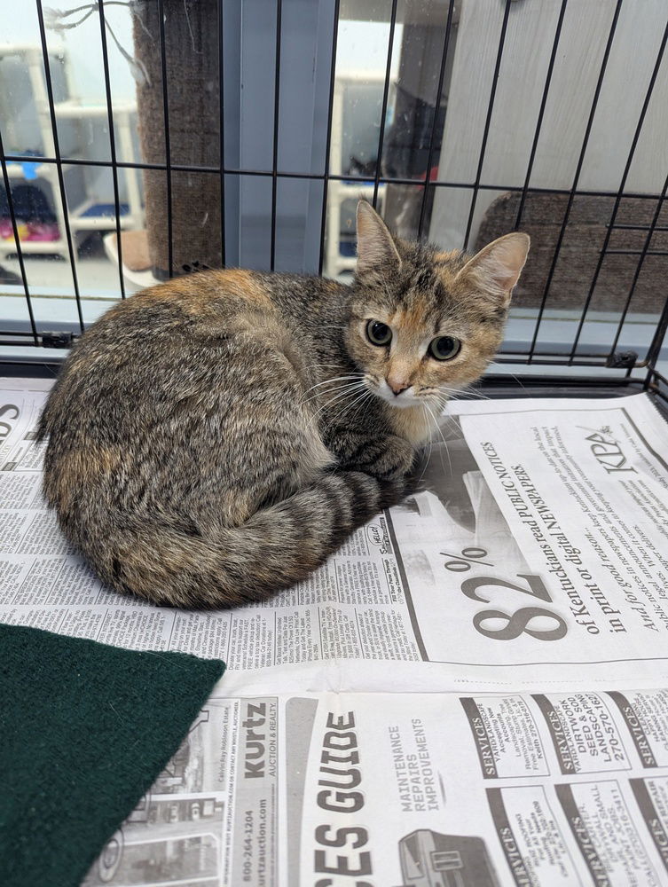 adoptable Cat in Evansville, IN named Vienna