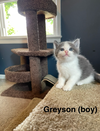 adoptable Cat in Evansville, IN named Grayson