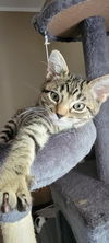 adoptable Cat in evansville, IN named Chai