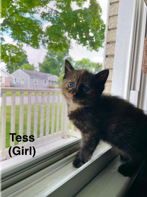adoptable Cat in Evansville, IN named Tess