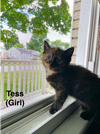 adoptable Cat in evansville, IN named Tess